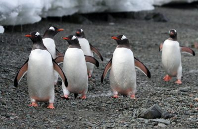 Temui Gentoo Penguin, keluarga penguin renang tercepat