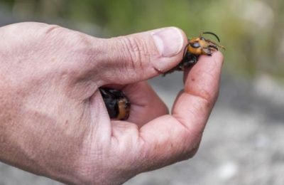 5 Spesies Serangga Yang Paling Ditakuti Termasuk Kecoa