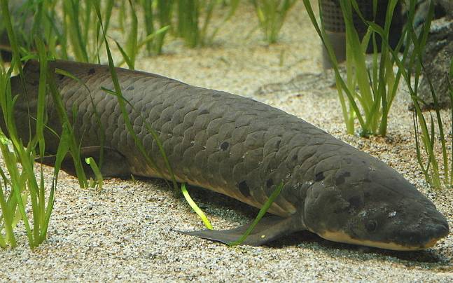 Jenis Ikan Purba Yang Masih Ada Sampai Saat Ini