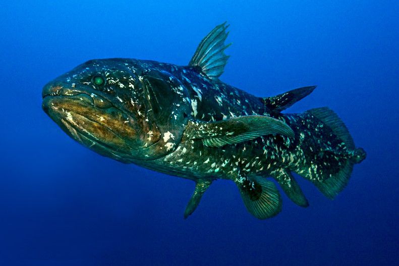 Jenis Ikan Purba Yang Masih Ada Sampai Saat Ini