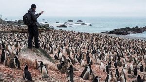 populasi penguin di antartika