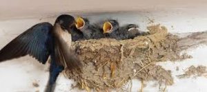 populasi burung walet