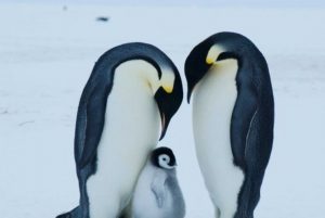 dampak pada populasi penguin
