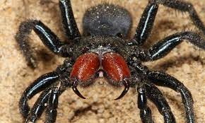 5 laba-laba paling berbahaya di australia