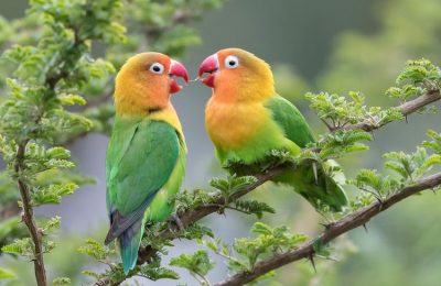 Tutorial Merawat Burung Lovebird Dengan Benar