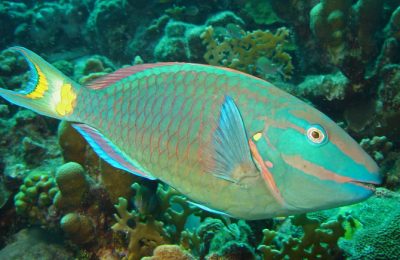 Menelusuri Kehidupan Laut: Mengenal Jenis Ikan yang Terancam Punah di Tahun 2024